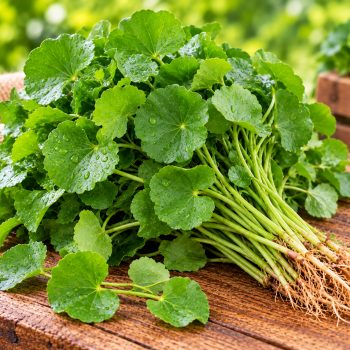 வல்லாரைக் கீரை (Gotu Kola Fresh lea) – 1 piece – fresh grocery delivery in Dindigul by Ernomart