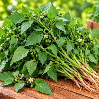 மணத்தக்காளிக் கீரை (Black Nightshade Leaves) – 1 piece – fresh grocery delivery in Dindigul by Ernomart