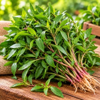 பொன்னாங்கண்ணிக் கீரை (Sessile Joyweed) – 1 piece – fresh grocery delivery in Dindigul by Ernomart